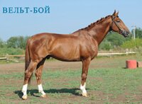 Вельт-Бой
